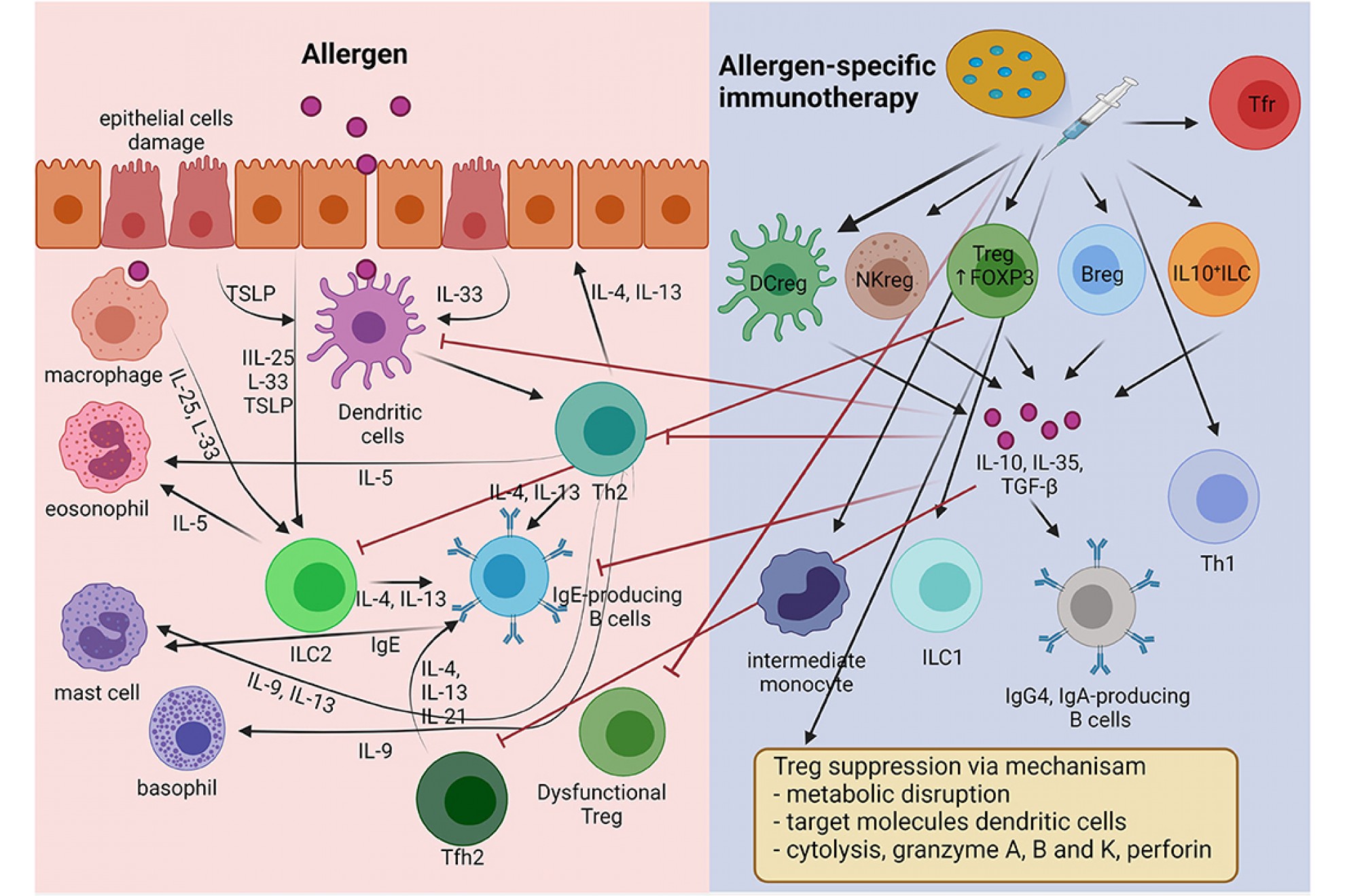 Ruolo della CRD nell'immunoterapia specifica
